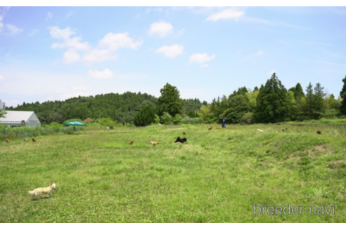 成約済の東京都のタイニープードル-222815の5枚目